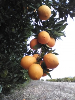 Naranja para zumo