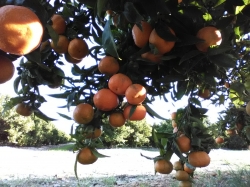 Naranja de mesa