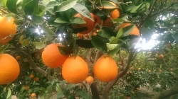 Naranja de mesa