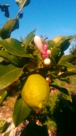 Limón